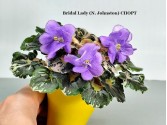 Фиалка Bridal Lady (N.Johnston) Спорт Фиалка Bridal Lady (N.Johnston) Спорт