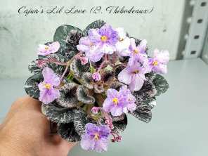 Фиалка Cajun's Lil Love (B. Thibodeaux)