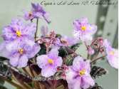 Фіалка Cajun's Lil Love (B. Thibodeaux)
