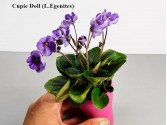Фиалка Cupie Doll (L.Egenites)