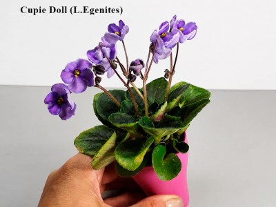 Фіалка Cupie Doll (L.Egenites) Фіалка Cupie Doll (L.Egenites)