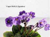Фиалка Cupie Doll (L.Egenites)