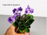 Фиалка Cupie Doll (L.Egenites)