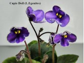 Фиалка Cupie Doll (L.Egenites)