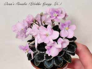Фиалка Dean's Rosalie (Hobbs-Gregg, K.)