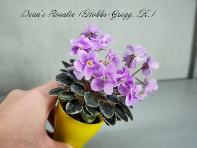 Фиалка Dean's Rosalie (Hobbs-Gregg, K.) Фиалка Dean's Rosalie (Hobbs-Gregg, K.)