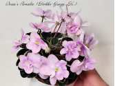 Dean's Rosalie (Hobbs-Gregg, K.)
