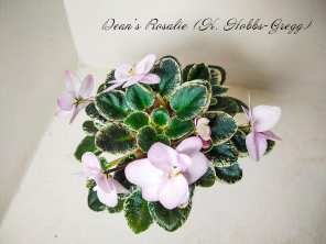 Dean's Rosalie (Hobbs-Gregg, K.)