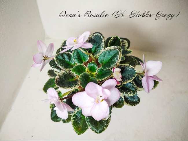 Dean's Rosalie (Hobbs-Gregg, K.)