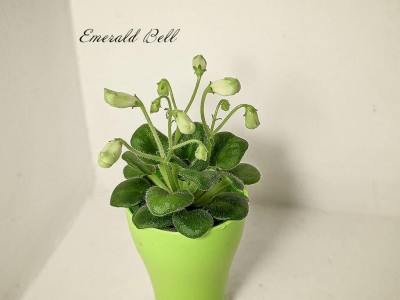 Фиалка Emerald Bell (О.Барышева) Фиалка Emerald Bell (О.Барышева)