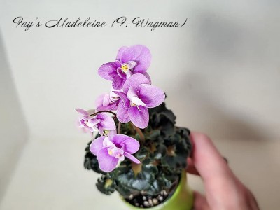 Фиалка Fay’s Madeleine (F. Wagman)