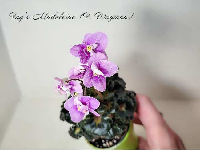 Фіалка Fay’s Madeleine (F. Wagman)