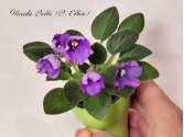Florida Belle (B. Elkin)
