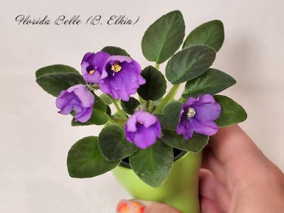Фиалка Florida Belle (B. Elkin)