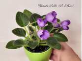 Florida Belle (B. Elkin)