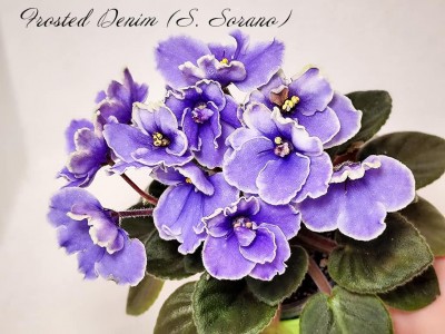 Фиалка Frosted Denim (S. Sorano)