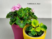 Фиалка Goldilocks (L. Ray)