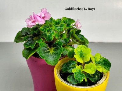 Фиалка Goldilocks (L. Ray)