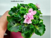 Фиалка Goldilocks (L. Ray) Фиалка Goldilocks (L. Ray)