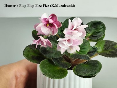 Фіалка Hunter`s Plop Plop Fizz Fizz (K.Muzalewski) Фіалка Hunter`s Plop Plop Fizz Fizz (K.Muzalewski)