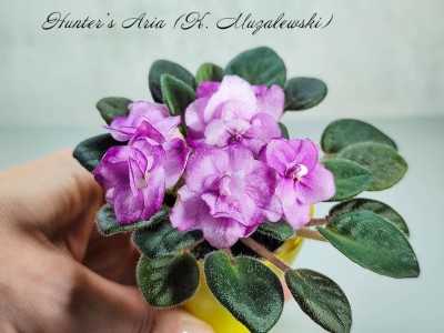 Фиалка Hunter's Aria (K. Muzalewski) Фиалка Hunter's Aria (K. Muzalewski)