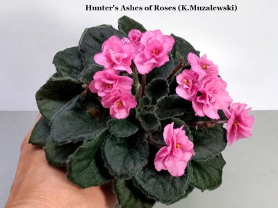 Фиалка Hunter's Ashes of Roses (K.Muzalewski) Фиалка Hunter's Ashes of Roses (K.Muzalewski)