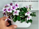 Фиалка Hunter's Butterfly Kisses (K.Muzalewski)