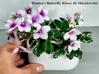 Фіалка Hunter's Butterfly Kisses (K.Muzalewski) Фіалка Hunter's Butterfly Kisses (K.Muzalewski)