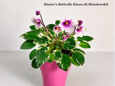 Фиалка Hunter's Butterfly Kisses (K.Muzalewski)