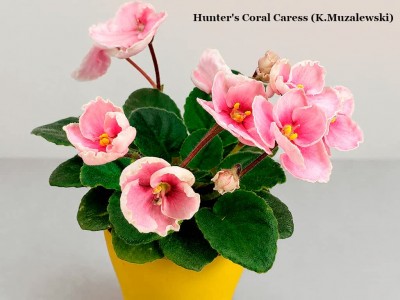 Фиалка Hunter's Coral Caress (K.Muzalewski) Фиалка Hunter's Coral Caress (K.Muzalewski)