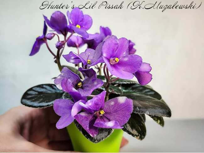 Фиалка Hunter's Lil Pissah (K.Muzalewski)