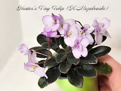 Фиалка Hunter's Tiny Tulip (K.Muzalewski)