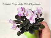 Hunter's Tiny Tulip (K.Muzalewski)