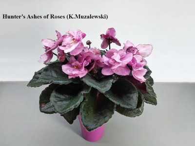 Фіалка Hunter's Ashes of Roses (K.Muzalewski)