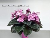Hunter's Ashes of Roses (K.Muzalewski)