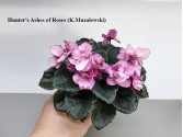 Hunter's Ashes of Roses (K.Muzalewski)