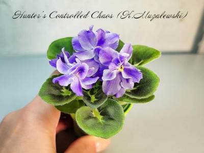Фиалка Hunter's Controlled Chaos (K.Muzalewski)