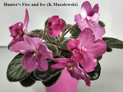 Фіалка Hunter's Fire and Ice (K.Muzalewski)