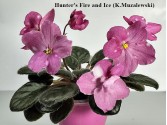 Фиалка Hunter's Fire and Ice (K.Muzalewski)