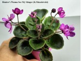 Фиалка Hunter's Wanna See My Stinger (K.Muzalewski)