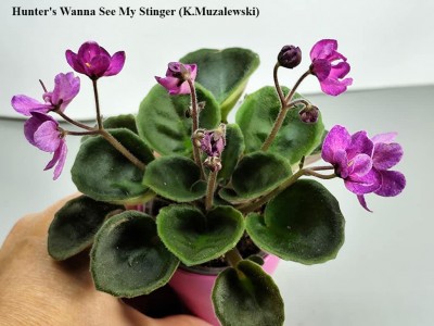 Фіалка Hunter's Wanna See My Stinger (K.Muzalewski)