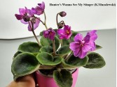 Фиалка Hunter's Wanna See My Stinger (K.Muzalewski)