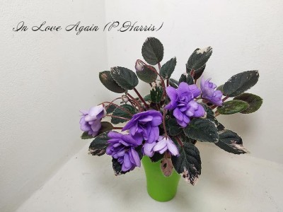 Фиалка In Love Again (P.Harris)