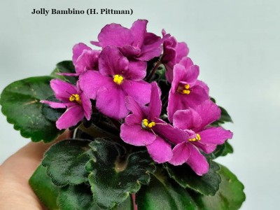 Фиалка Jolly Bambino (H. Pittman)