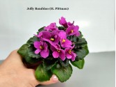 Фиалка Jolly Bambino (H. Pittman)