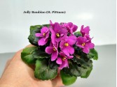 Фиалка Jolly Bambino (H. Pittman)