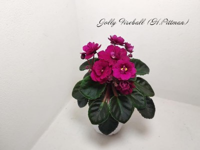 Фиалка Jolly Fireball (H.Pittman) Фиалка Jolly Fireball (H.Pittman)