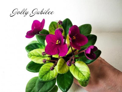 Фиалка Jolly Jubilee (H. Pittman)