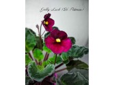 Фиалка Jolly Luck (H. Pittman)