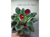 Фиалка Jolly Luck (H. Pittman) Фиалка Jolly Luck (H. Pittman)